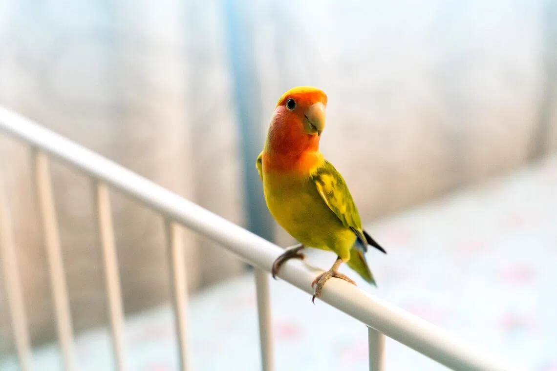 Think carefully before allowing a pet bird to free-fly outdoors, as disease can spread between pet and wild birds.