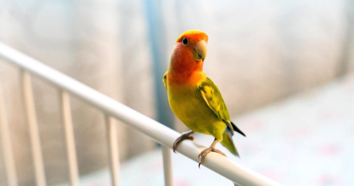 Bird flu and your pets: What bird owners need to know