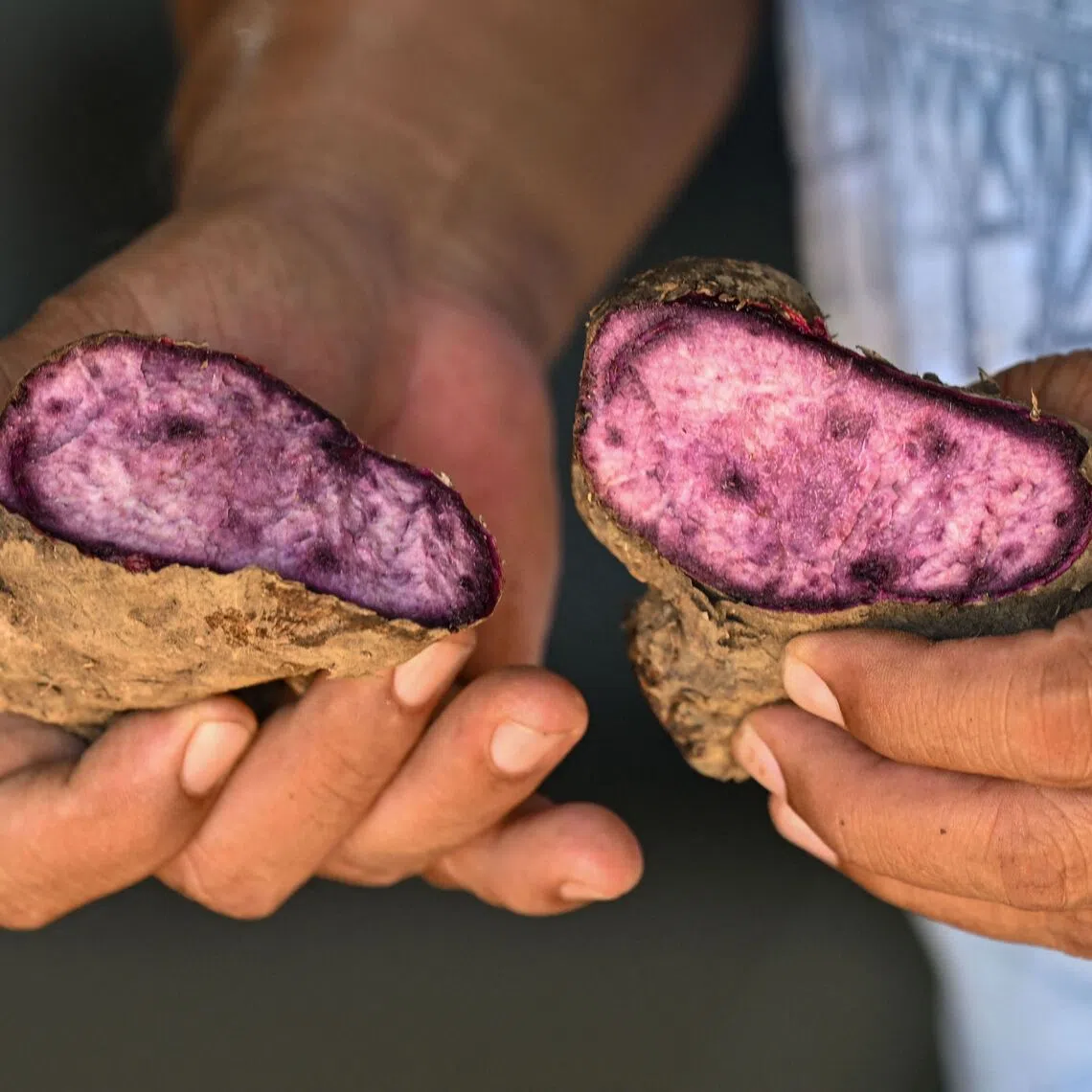 The funding underscores increasing interest in the Philippines’ production of the crop, which has captured worldwide attention for its distinctive colour.