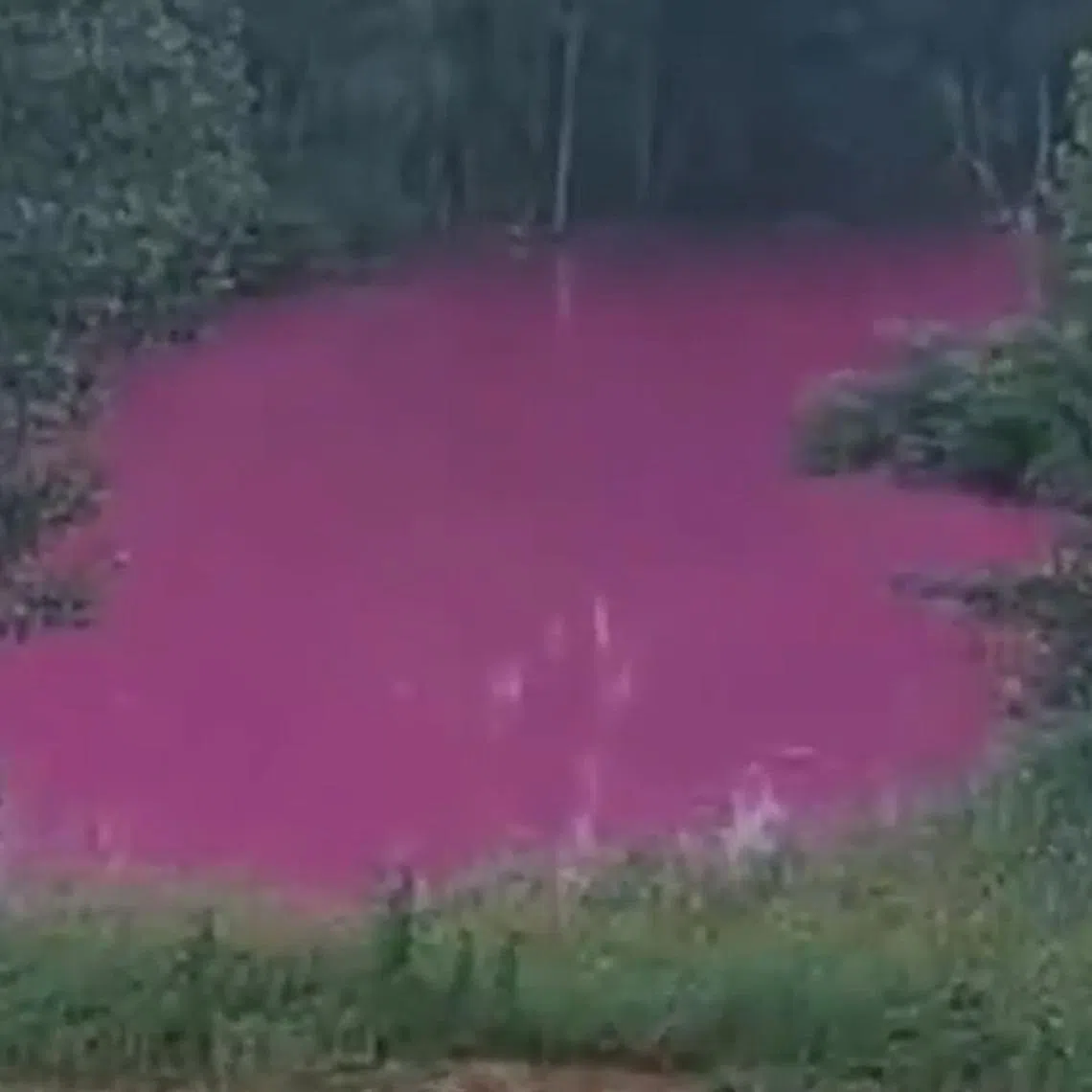 A video of the pink pond at a village in China's central Henan province has gone viral since June 18.
