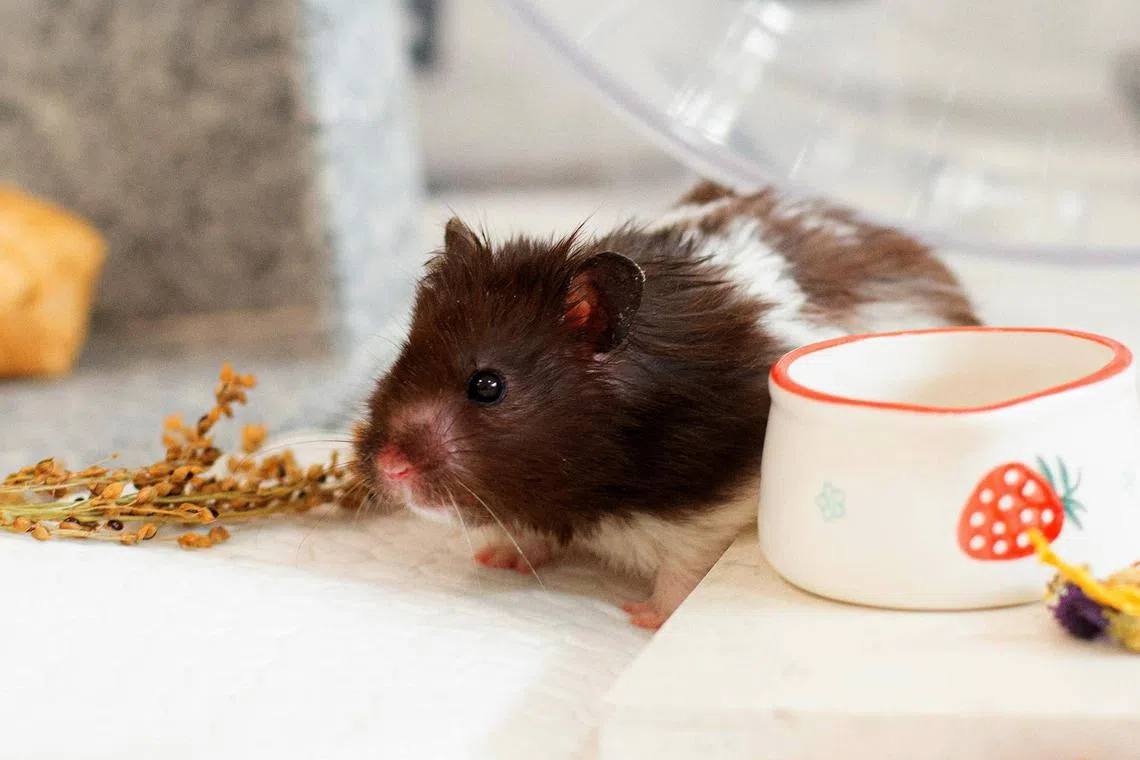 Apollo is a one-year-old Syrian hamster that loves to nibble on sunflower seeds, pine nuts and freeze-dried tofu.