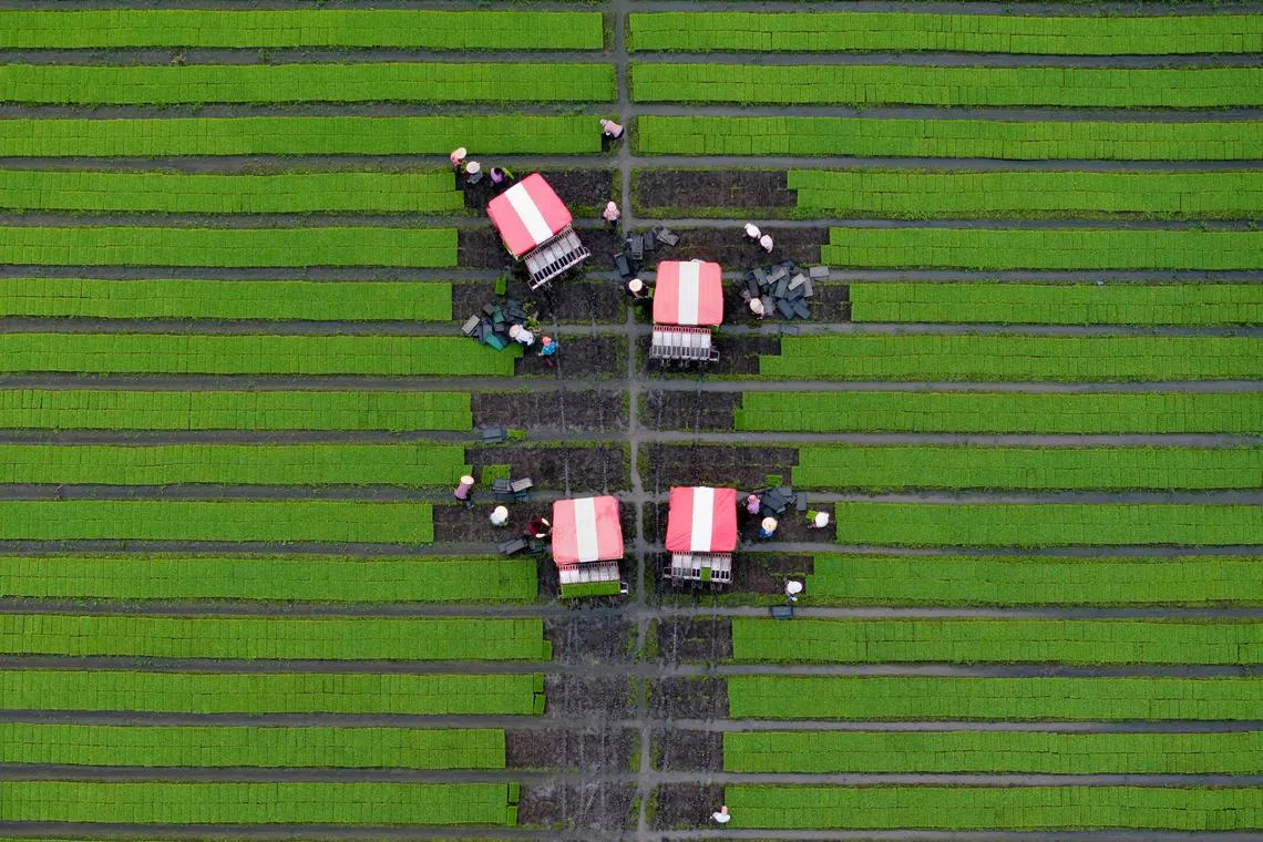 Farmers operating rice seedling transplanters at a field in Taizhou, in eastern China's Jiangsu province, on June 12, 2024. 
