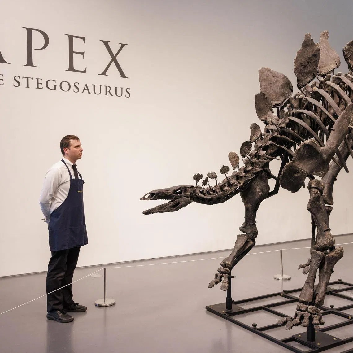 epa11470294 A Sotheby's handler stands near the 150-million-year-old skeleton of a stegosaurus named 'Apex', on display at Sotheby's auction house in New York, New York, USA, 10 July 2024. 'Apex', measuring 11 feet tall and over 20 feet long, is the most complete and best preserved large-scale Stegosaurus specimen ever discovered. The fossil is set to be the main piece of Sotheby's Live Natural History Auction on 17 July, carrying an estimate of four to six million US dollars.  EPA-EFE/SARAH YENESEL