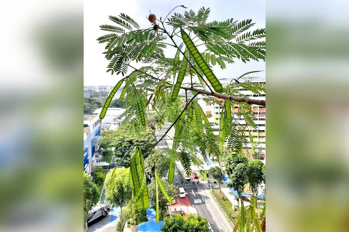 This plant's young pods are eaten as a vegetable by various communities in the region. 