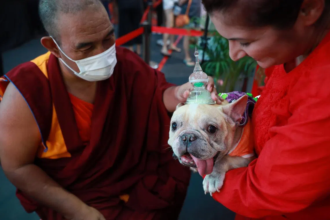 A monk blessing a French bulldog named Rumir at the Thekchen Choling temple in Beatty Lane on June 1, 2023. The Tibetan Buddhist temple held an animal blessing event on the eve of Vesak Day. 