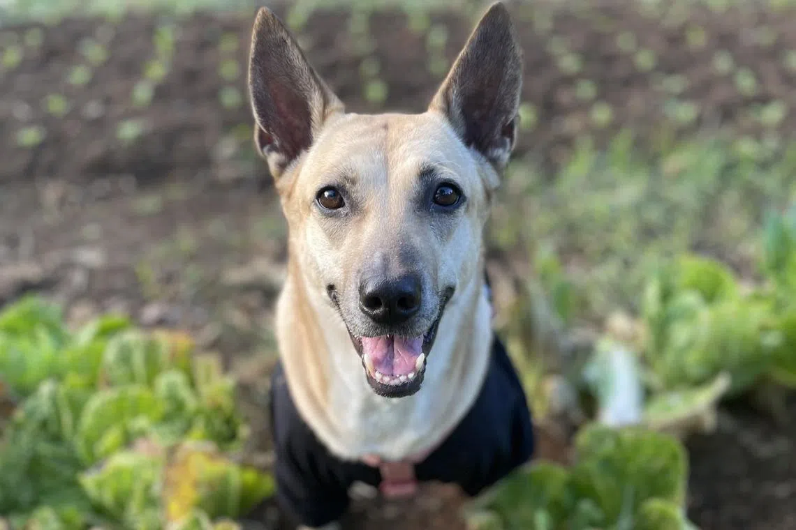 A mutt named "Yoda" has gone viral in the Philippines after he was denied entry at at popular restaurant because he was not purebred.