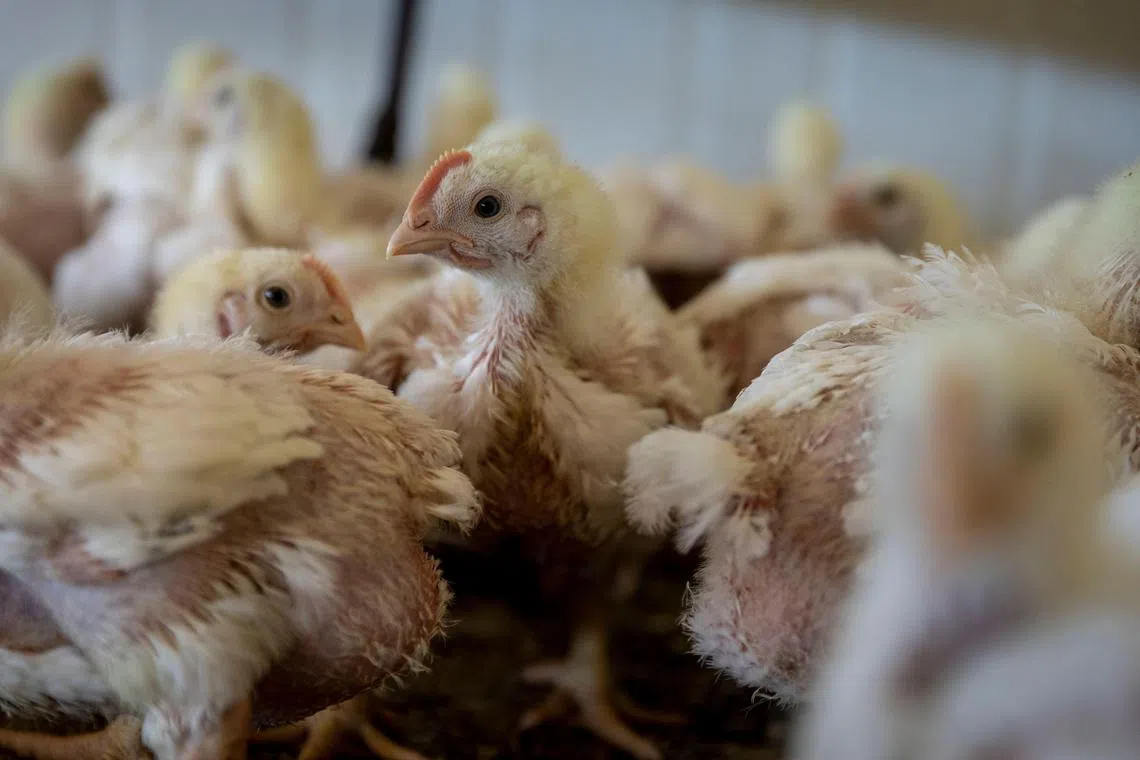 The man used a flashlight to scare the chickens, causing them to be crushed to death.