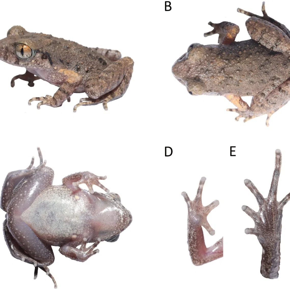 Leptobrachella Kungfu is characterised by its small size, slightly webbed toes with wide edges and creamy white abdomen. 