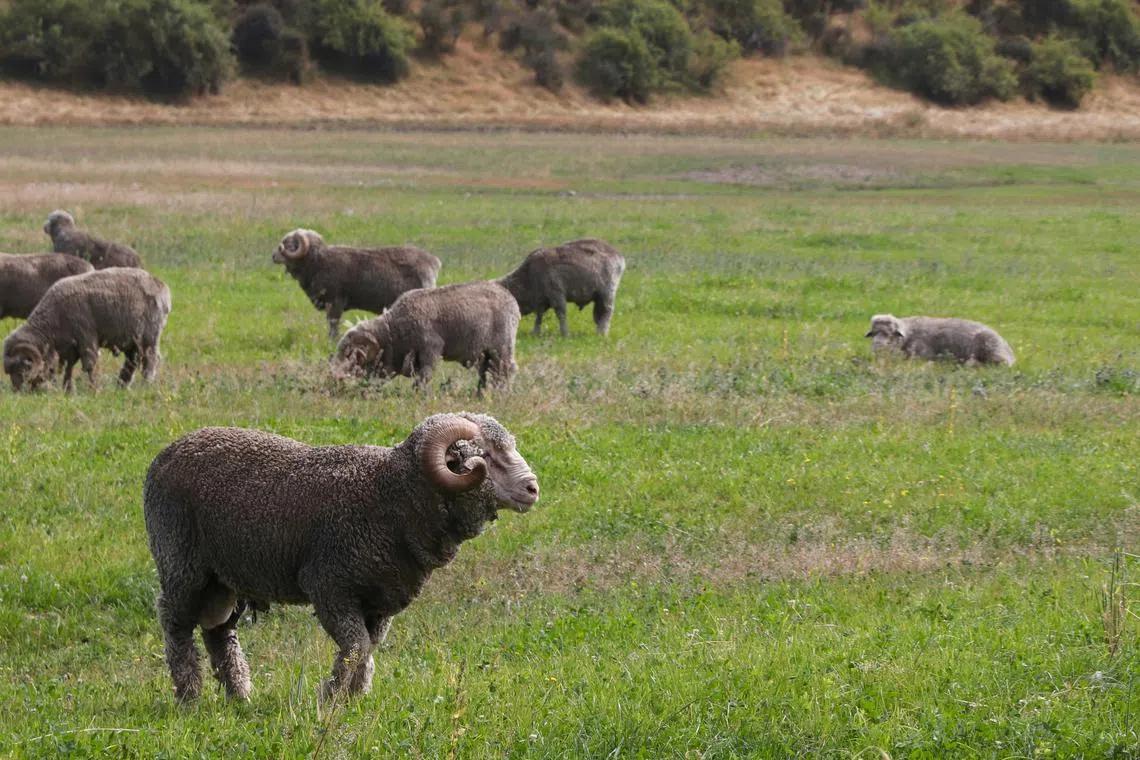 New Zealand is home to five million people and about 25 million sheep.