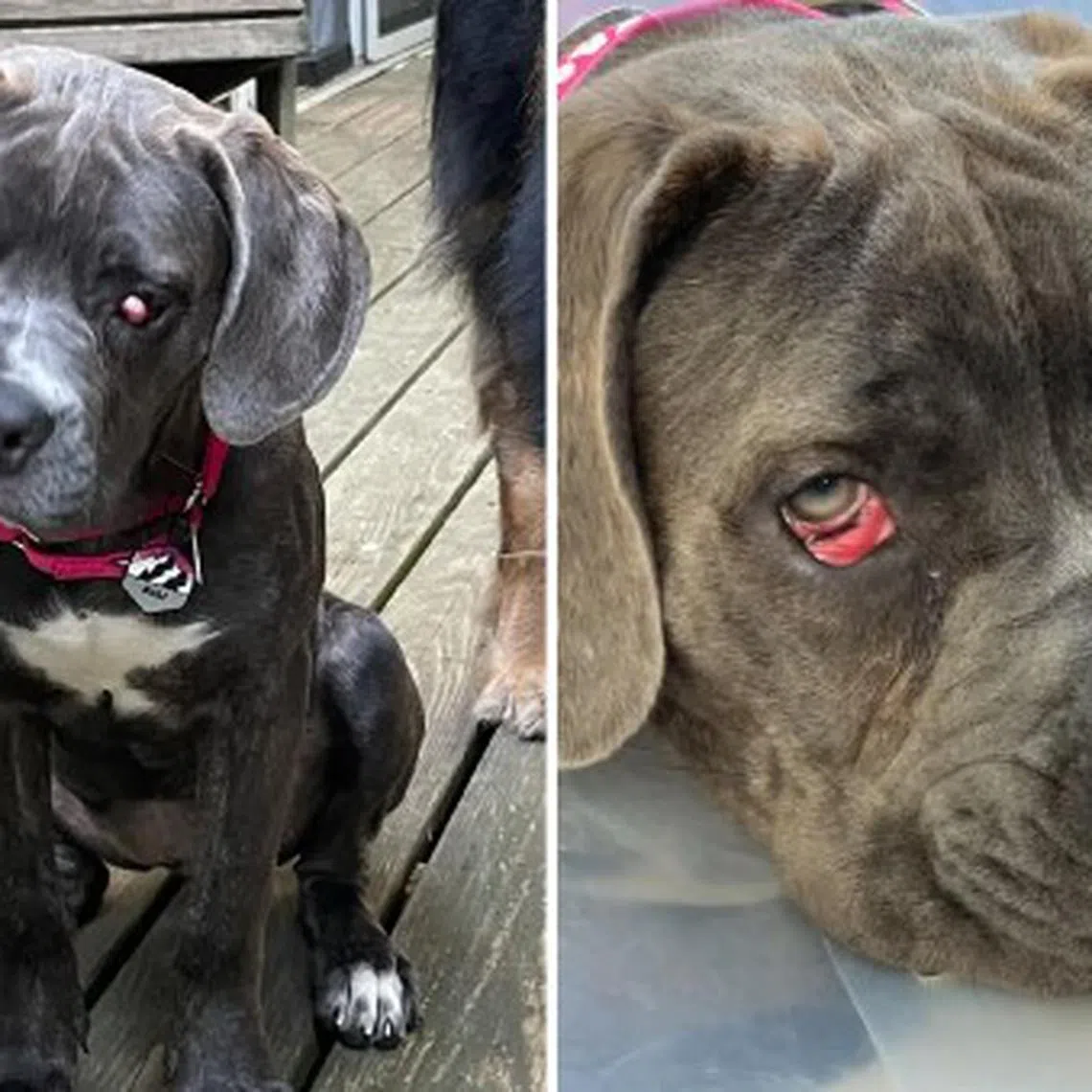 Denali, a mastiff mix, has eye abnornalities that require special treatment.