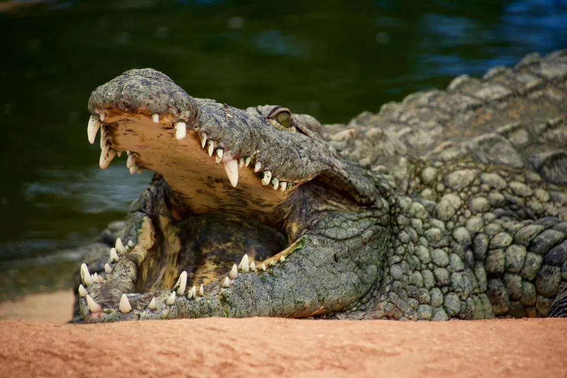 There are more than 100,000 crocodiles in the Northern Territory, which has a land area more than six times the size of Britain.