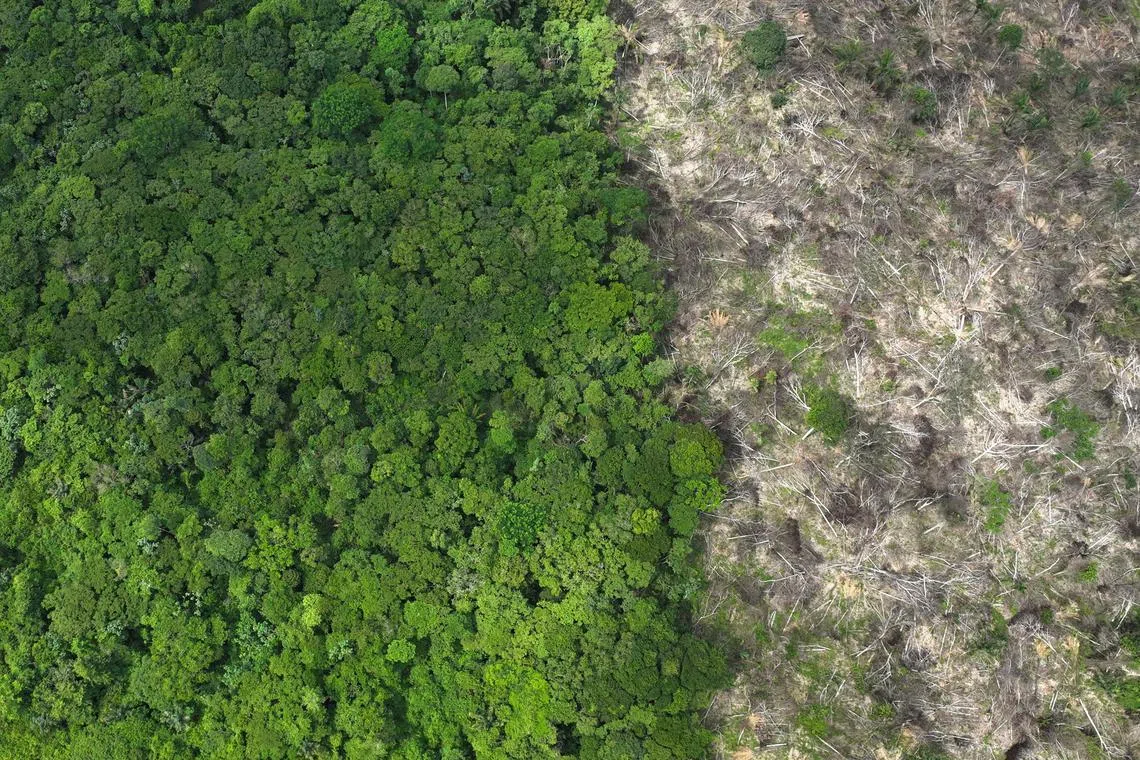 FILE PHOTO: An aerial view shows a deforested area during an operation to combat deforestation near Uruara, Para State, Brazil January 21, 2023. REUTERS/Ueslei Marcelino/File Photo