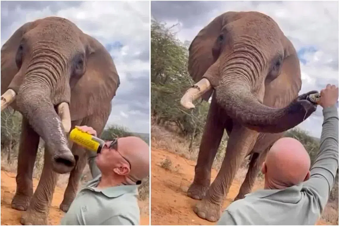 A video showed him drinking from a can of Tusker, a popular local beer, before giving the rest of it to the bull elephant.