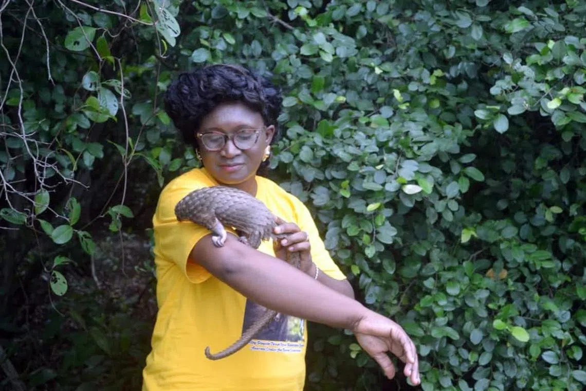 sbbio03 - Professor Olajumoke Morenikeji, chair of the Pangolin Conservation Guild Nigeria, with a juvenile rescued pangolin




Credit: Pangolin Conservation Guild Nigeria