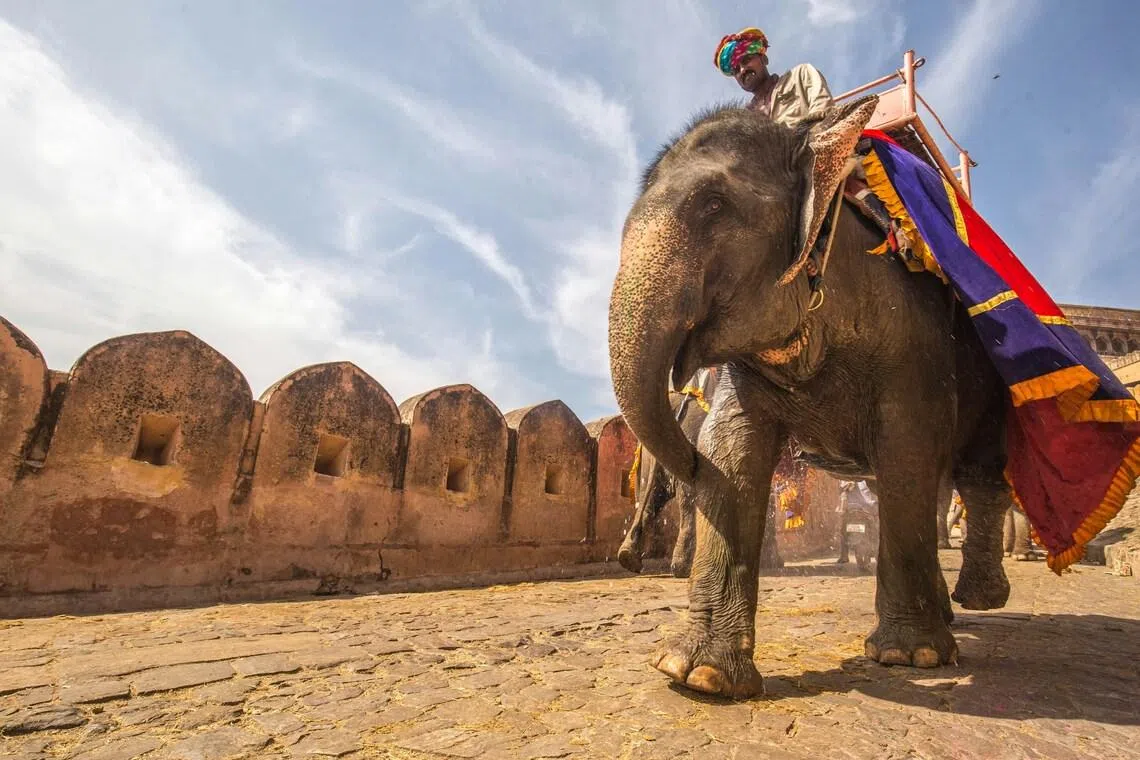 There are more than 2,600 captive elephants in India, according to environment ministry estimates.