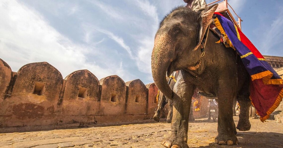 Bollywood stars push to end use of elephants in Indian films