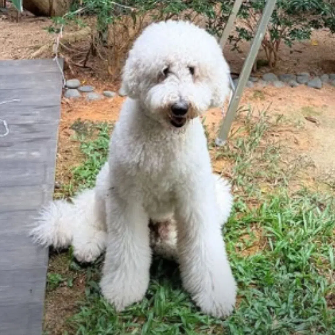 A standard poodle named Buddy was taken to Pawsome.sg’s Tanjong Katong outlet before it died on Oct 30, 2025.