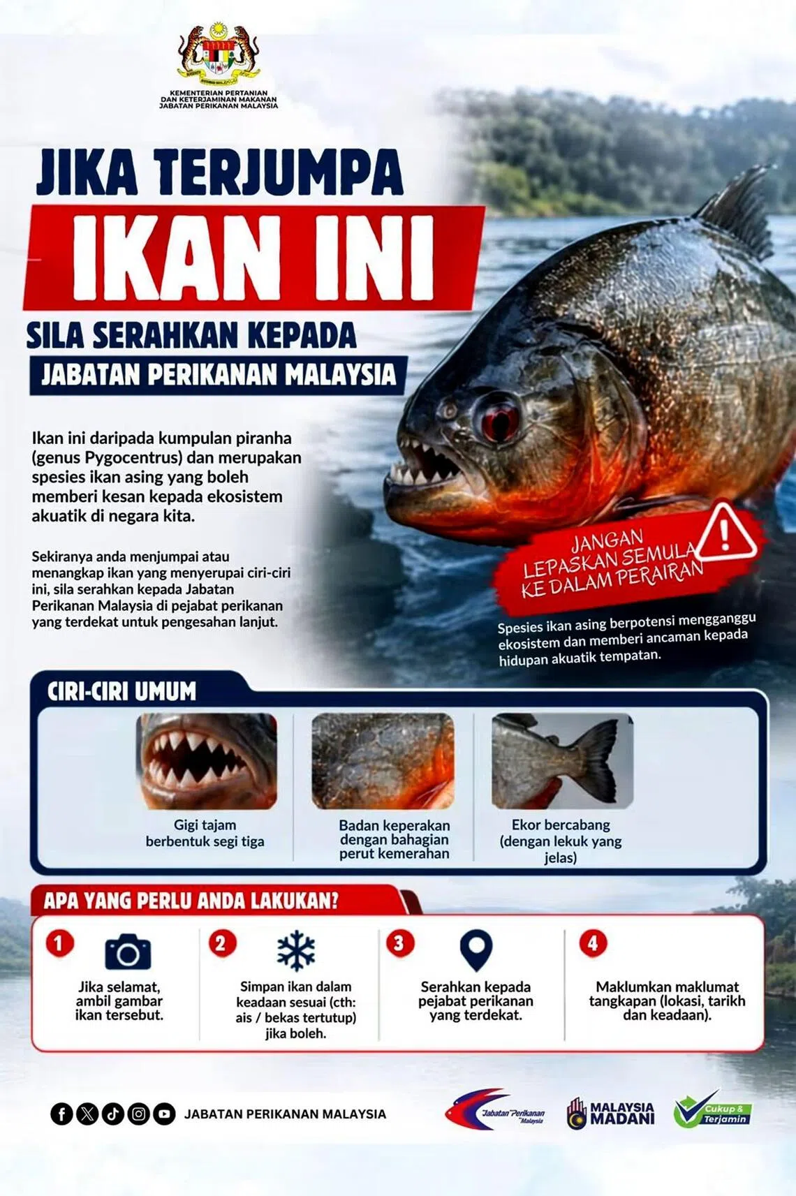 A poster by the Department of Fisheries Malaysia on the piranha - in Malay - describing its features and advising what anglers must do if they catch the fish, on its social media account on Sept 18.