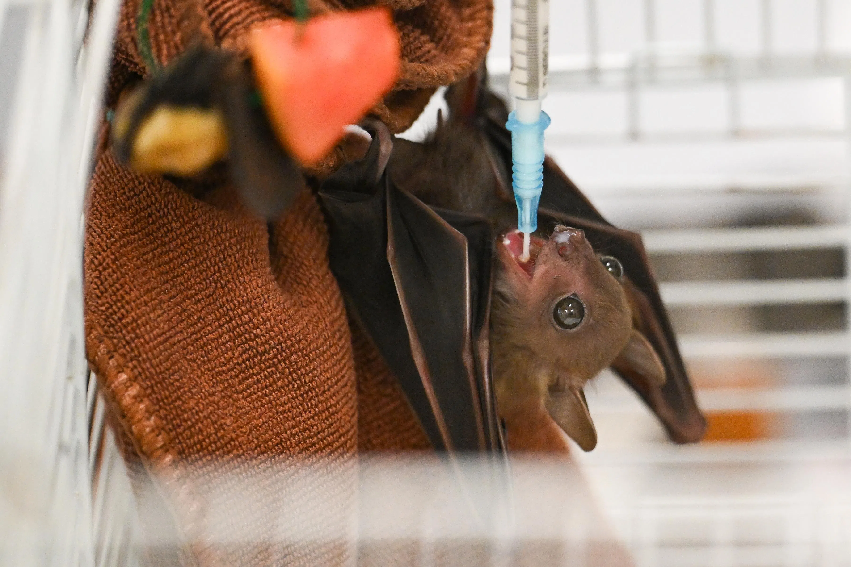 Head of Mandai Wildlife Centre, Dr Charlene Yeong, feeding milk to the common fruit bat, also known as the lesser dog-faced fruit bat, inside the intensive care ward.