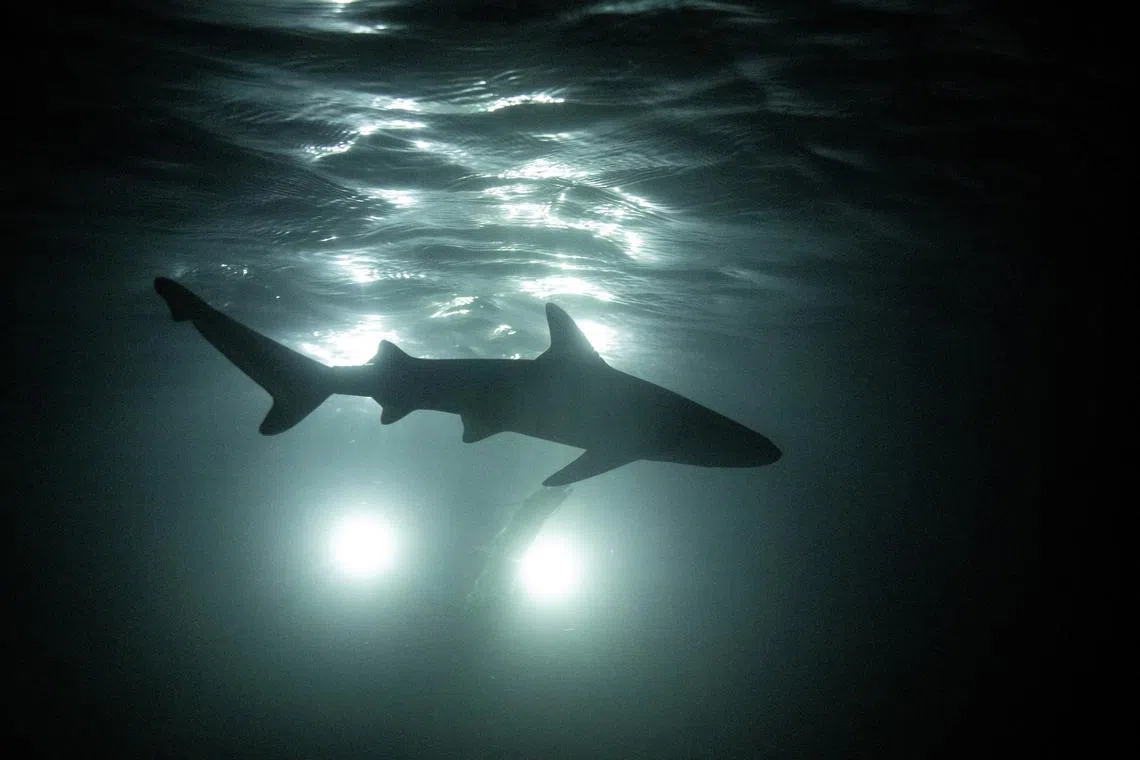 A newborn blacktip reef shark is silhouetted as it swims at night past the Maya Shark Watch Project's baited remote underwater video station, in Maya Bay on  Feb 27. 