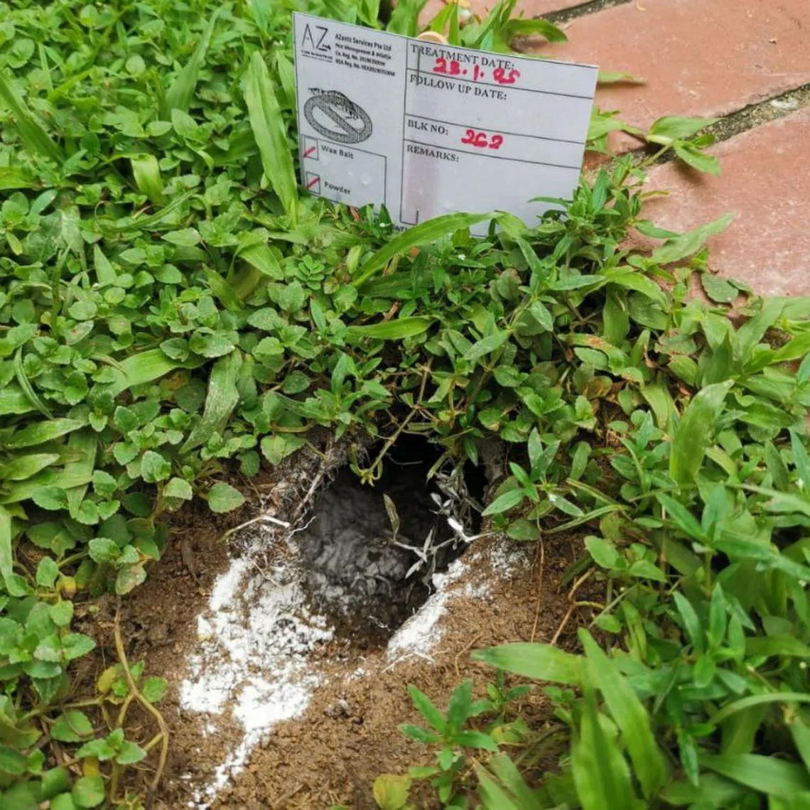 The Marine Parade Town Council said it conducts weekly routine rodent control treatment to manage the rodent population.