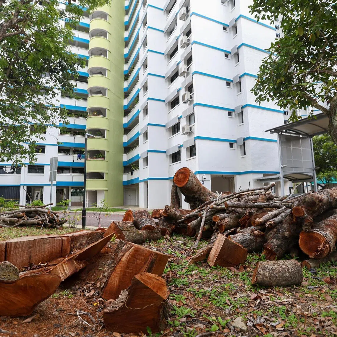 Logs from felled Khaya trees along 170 Gangsa Road in Bukit Panjang on April 18, 2026. The trees were removed by the town council following advice from NParks.
