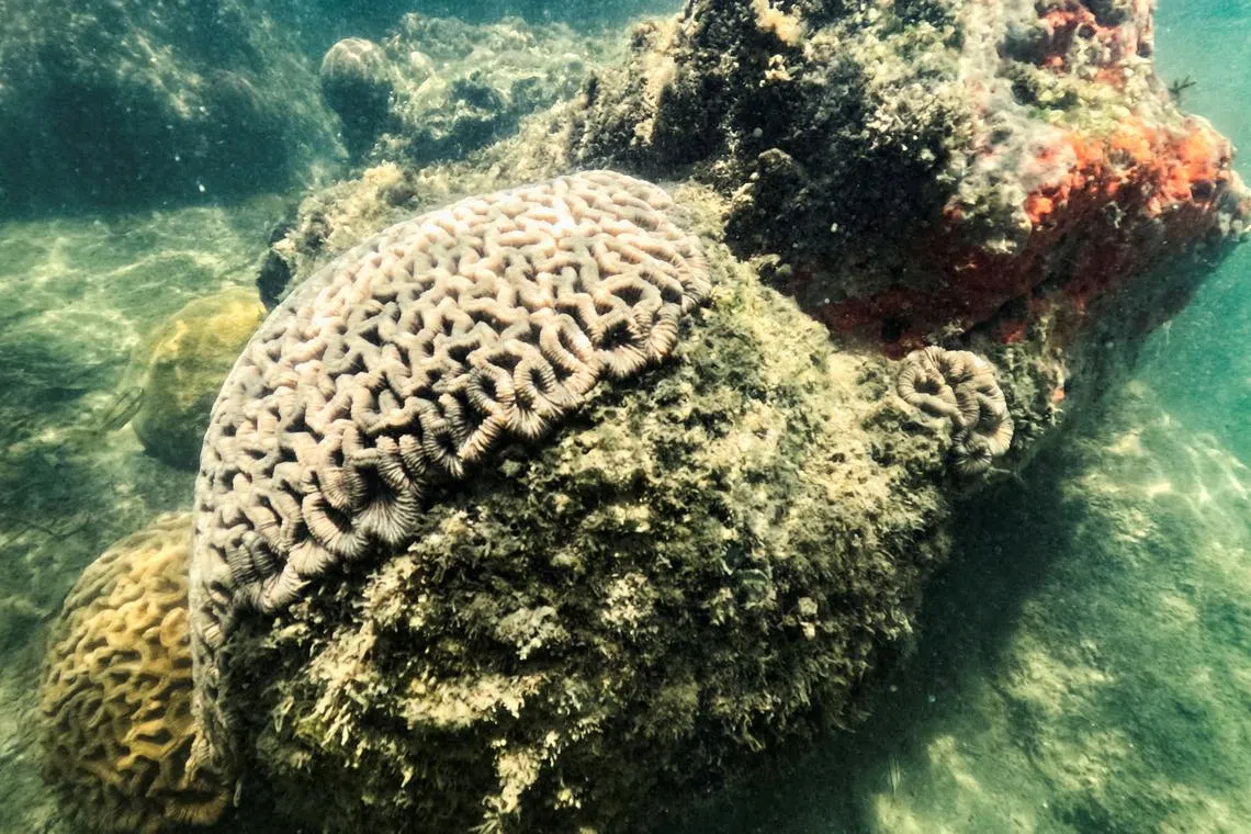 FILE PHOTO: A healthy brain coral rests under Port of Miami regardless of extreme heat in Miami, Flordia, U.S., July 14, 2023. REUTERS/Maria Alejandra Cardona/File Photo