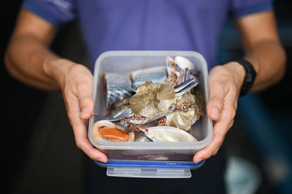 ST20260526-202651800543-Lim Yaohui-Ang Qing-aqocean/

Animal Care Specialist Darren Sia, 29, showing the food used for broadcast feeding of bowmouth guitarfish at shark medical pool at Singapore Oceanarium on May 26, 2026. 

Behind the scenes of Singapore Oceanarium’s Animal Care Centres and explore how one of Asia’s leading aquarium-based conservation institution is combining science, conservation, and community engagement, setting new global standards for how aquariums can breed and care for animals and protect our oceans.

(ST PHOTO: LIM YAOHUI)
