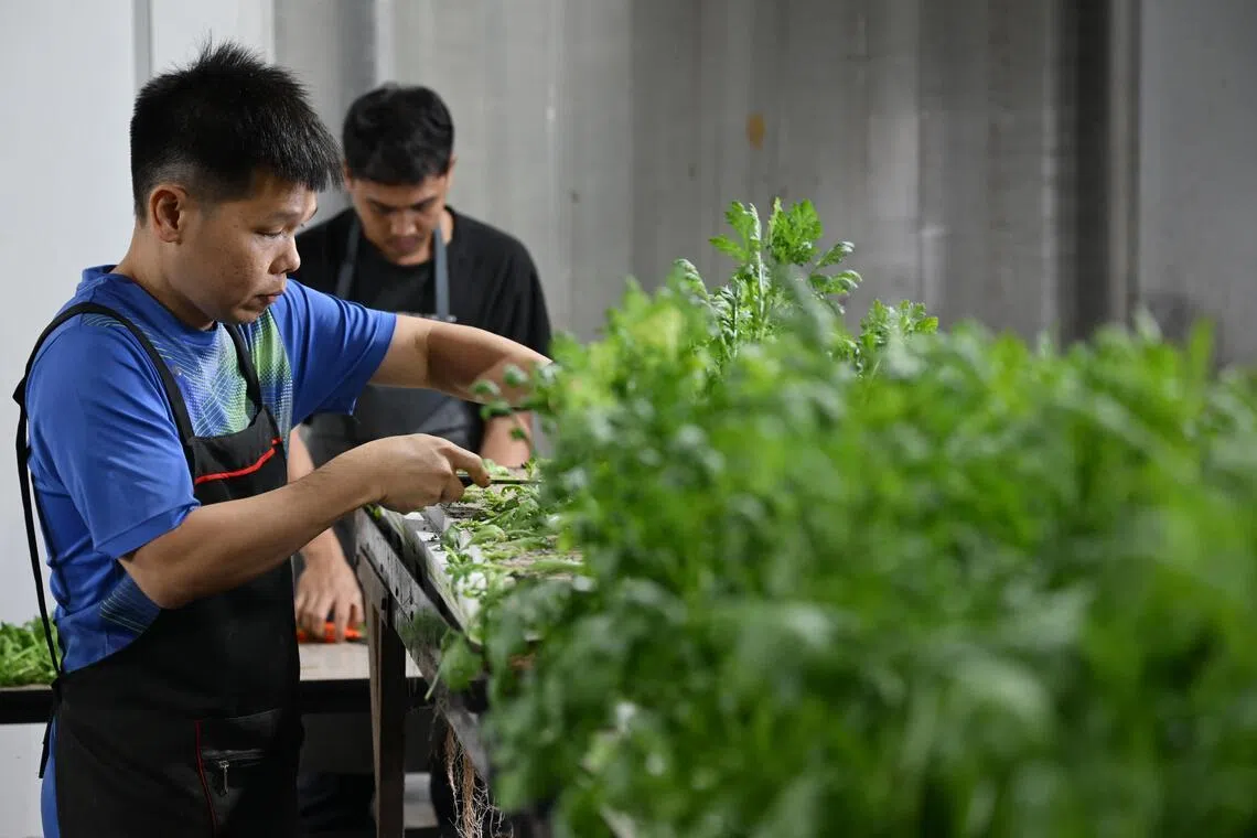 GroGrace, which is still operating at full capacity, now grows up to one tonne of vegetables each week.