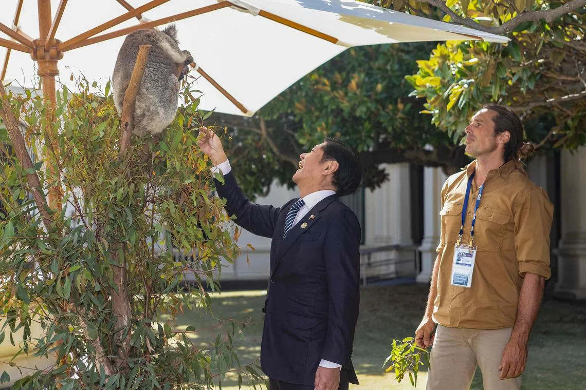 Philippines President Ferdinand Marcos Jr meeting a koala at the Government House in Melbourne as he arrives for the Leaders' Retreat during the 50th Asean-Australia Special Summit. 