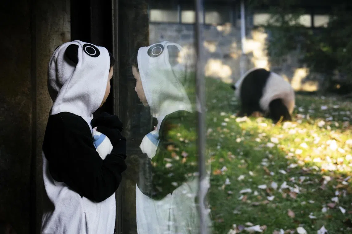 Logan Rutberg, 8, admires the giant pandas at the Smithsonian National Zoo in Washington, on Nov. 4, 2023.