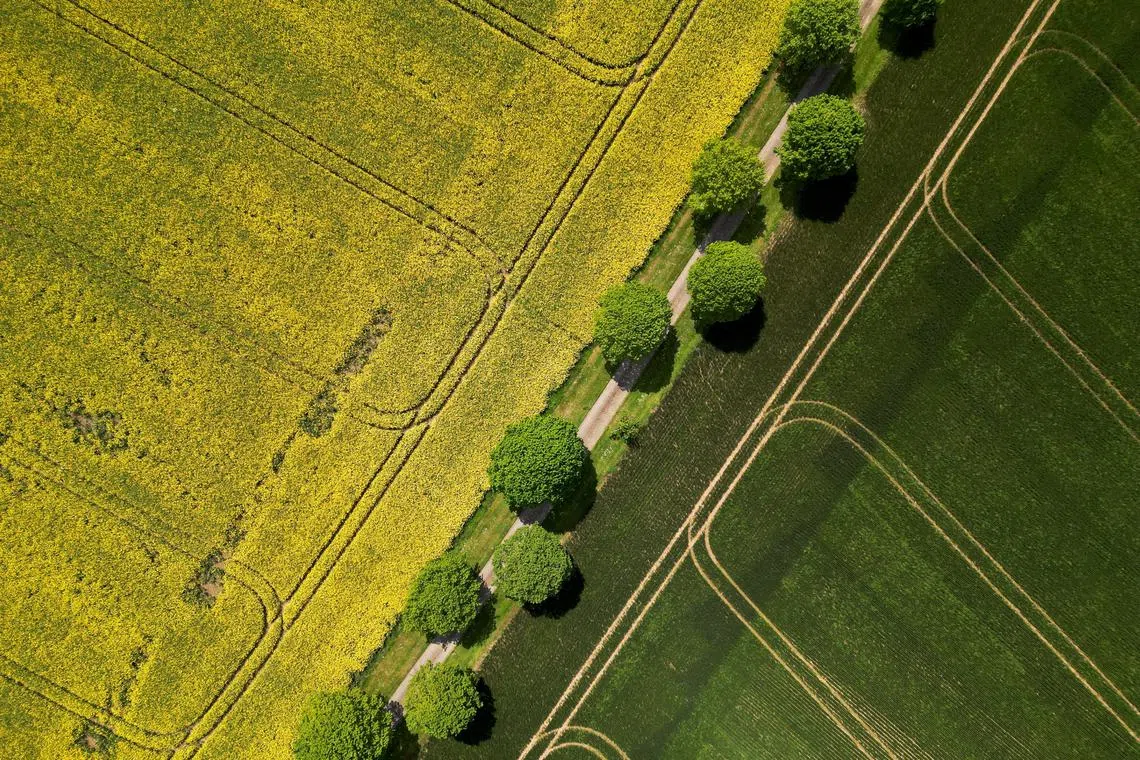 An aerial view showing a yellow rapeseed field in Hemel Hempstead, Britain, May 23.