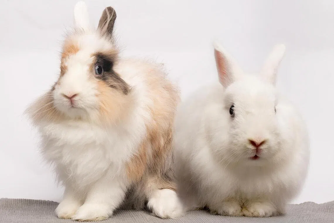 shelter01 - Shelter Stars of the month: Bonded Angora rabbits Julius and Corinne.



SOURCE / COPYRIGHT: PHOTO: HOUSE RABBIT SOCIETY SINGAPORE