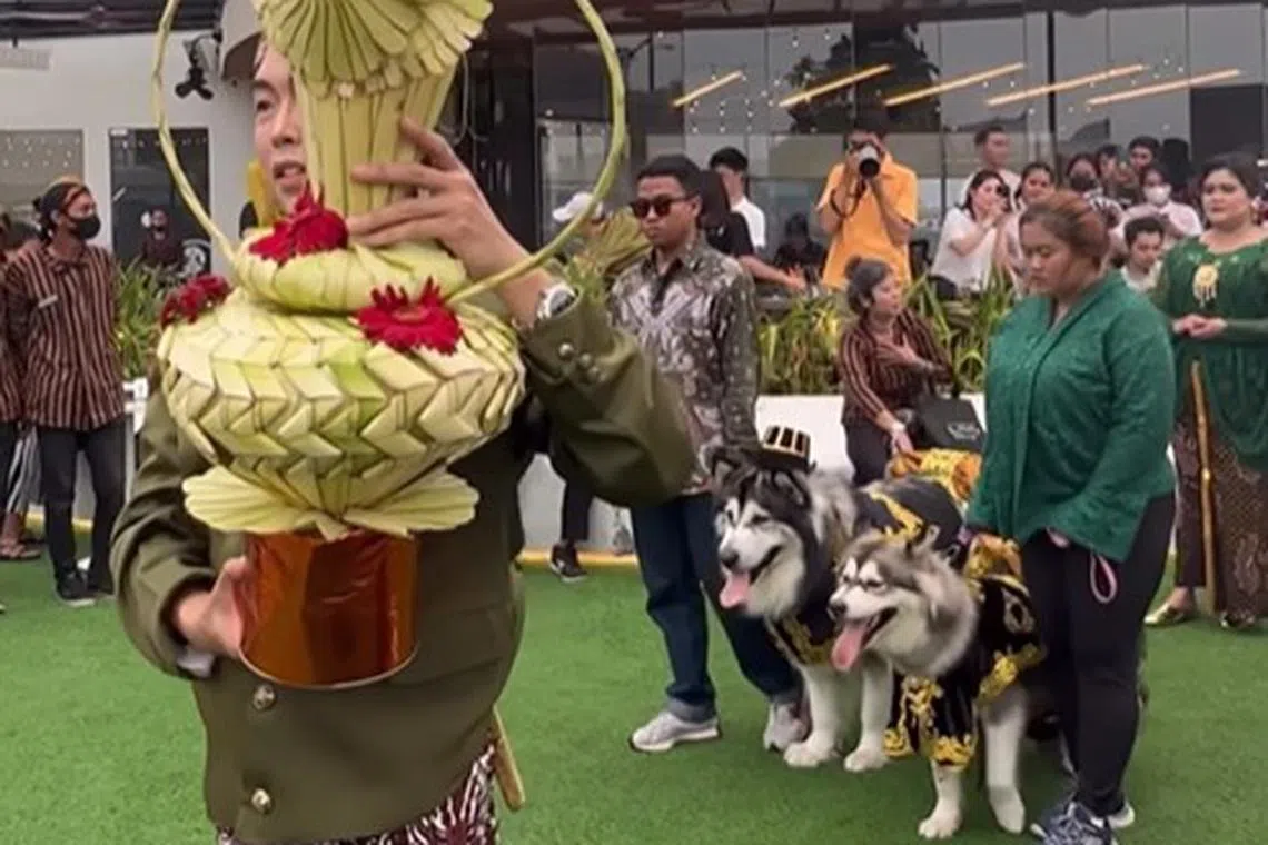Two Alaskan Malamutes don traditional Javanese costumes alongside their owners in a "wedding" widely panned in Indonesia.