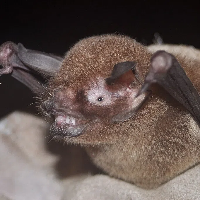 The virus, named BRZ batCoV, was detected in Pteronotus parnellii – a small insect-eating “moustached” bat common across Latin America. 