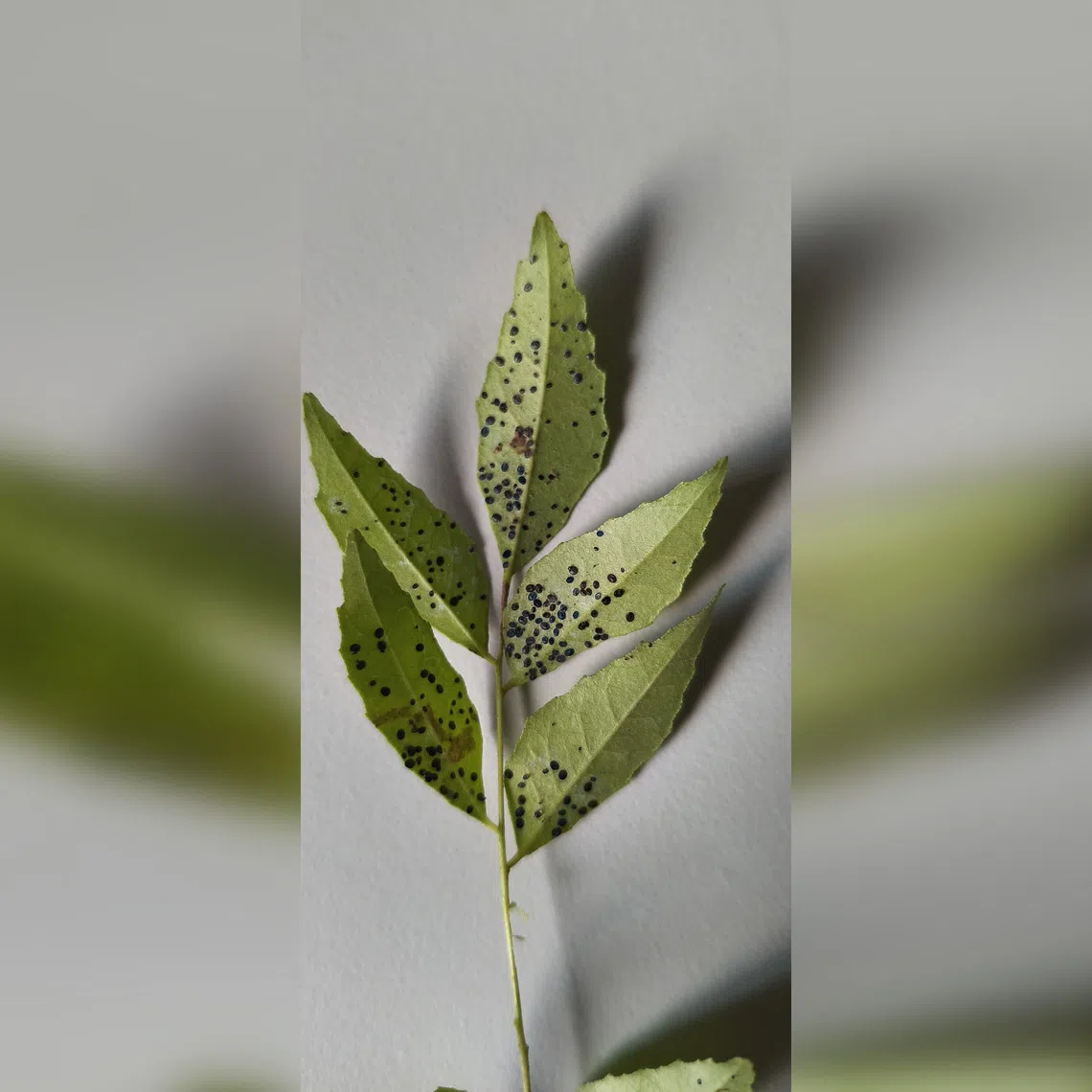 Environmentally friendly pesticides like summer oil can be sprayed to manage the pest population.