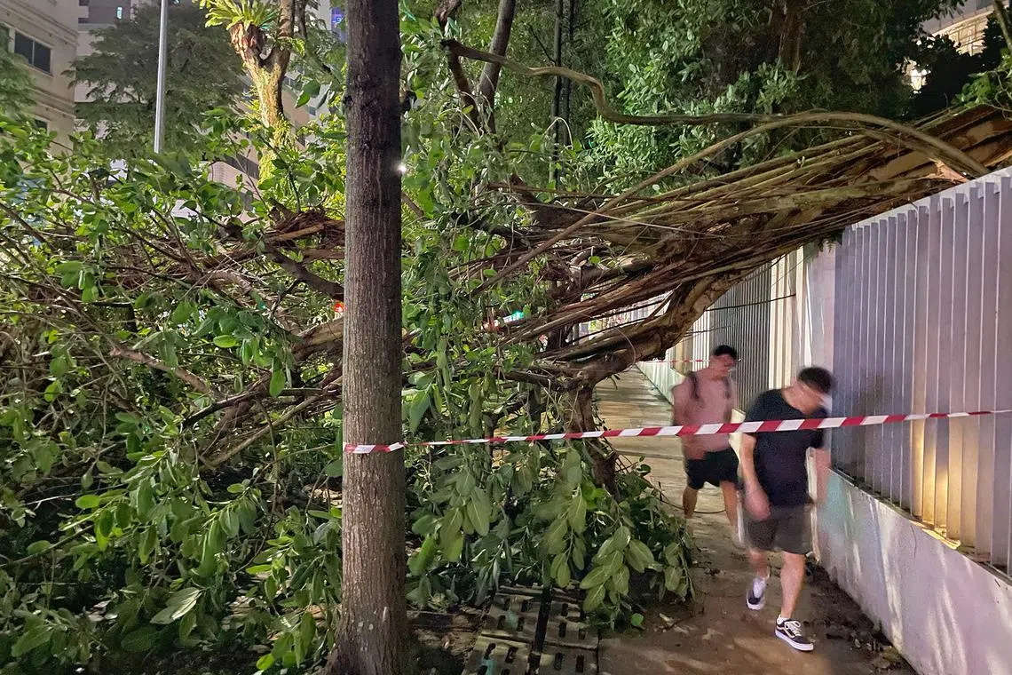 Fallen tree at a walkway next to Kitchener Road and City Square Residences on Sept 17, 2024.