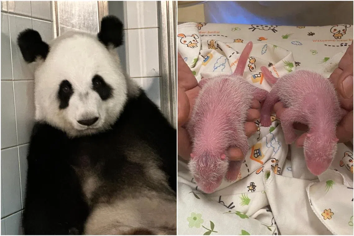Ying Ying is the oldest giant panda on record to give birth for the first time.