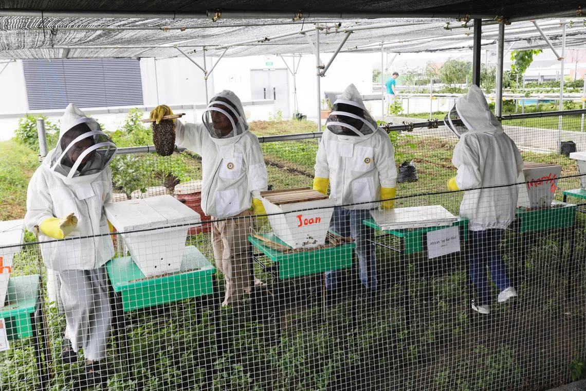 Bee Amazed founder John Chong (holding the nest of Asian honey bees)