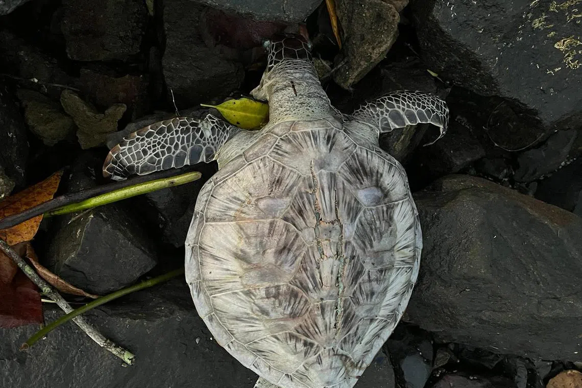saturtle10 - A green turtle was found dead on the shores of Pasir Ris Park on Tuesday morning.

Credits: Jayaprakash Bojan