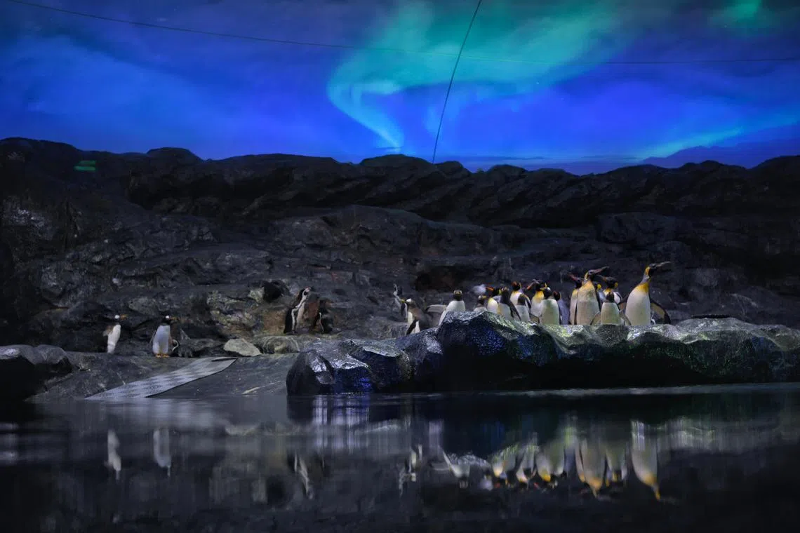 A colony of 32 penguins have begun settling into their new home in Mandai, which includes two see-through saltwater tanks that let them dive to a depth of 7m, ahead of Bird Paradise’s opening on May 8, 2023.