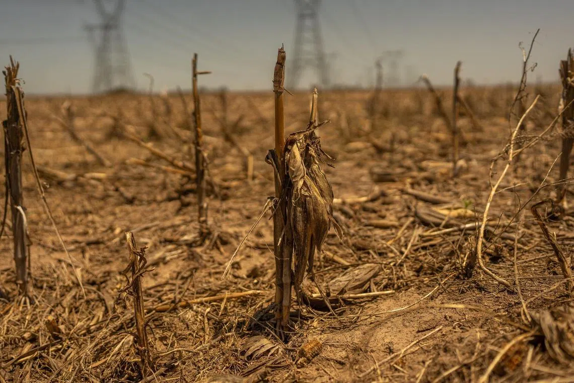 A drought-affected corn field in the town of Serodino, Santa Fe province, Argentina, on Thursday, Nov. 9, 2023. The agriculture industry portrays Argentina's election as existential: Its future is at stake, and with it the fate of South America’s second-largest economy and its ability to compete against Brazil’s farming boom. Photographer: Sebastian Lopez Brach/Bloomberg