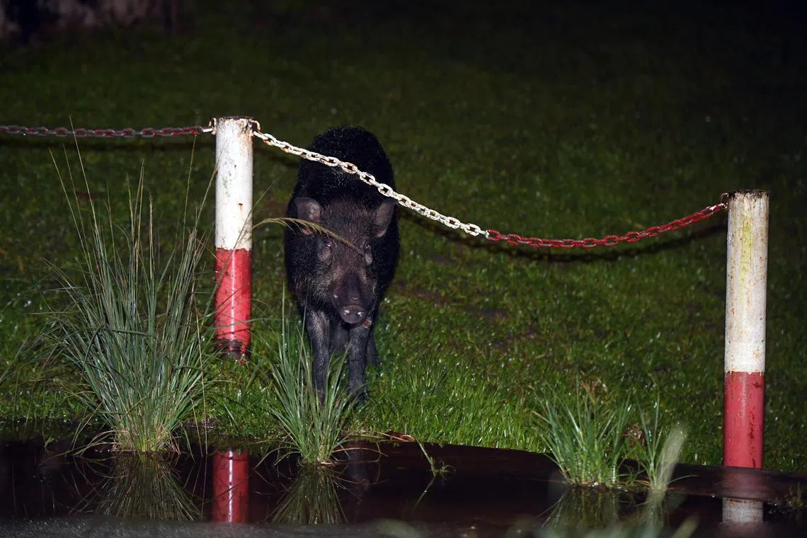 Wild boar spotted at Lorong Halus on the 12 Jan 2021.