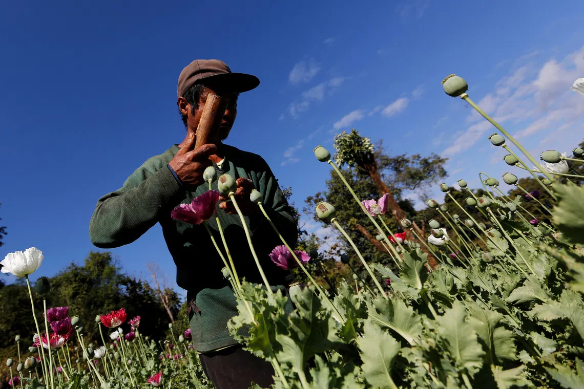 Myanmar’s opium poppy cultivation hits highest level in a decade: UN