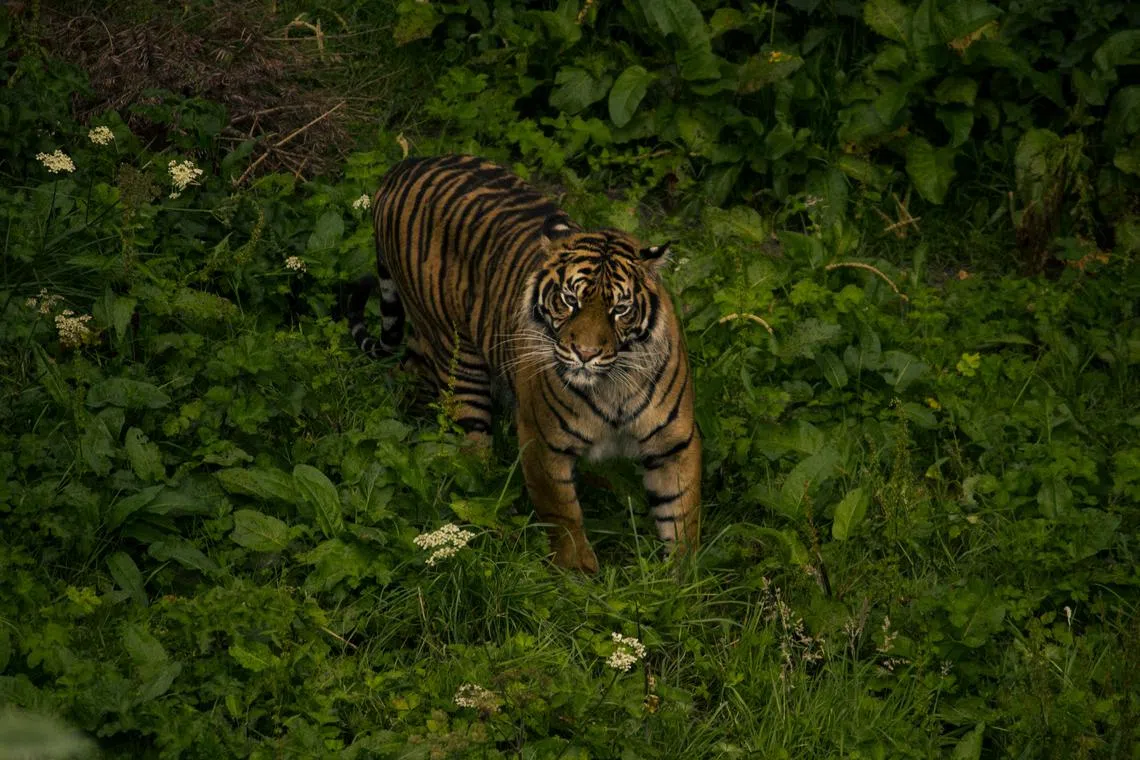 A man has been found dead in western Indonesia after a suspected attack by a Sumatran tiger.