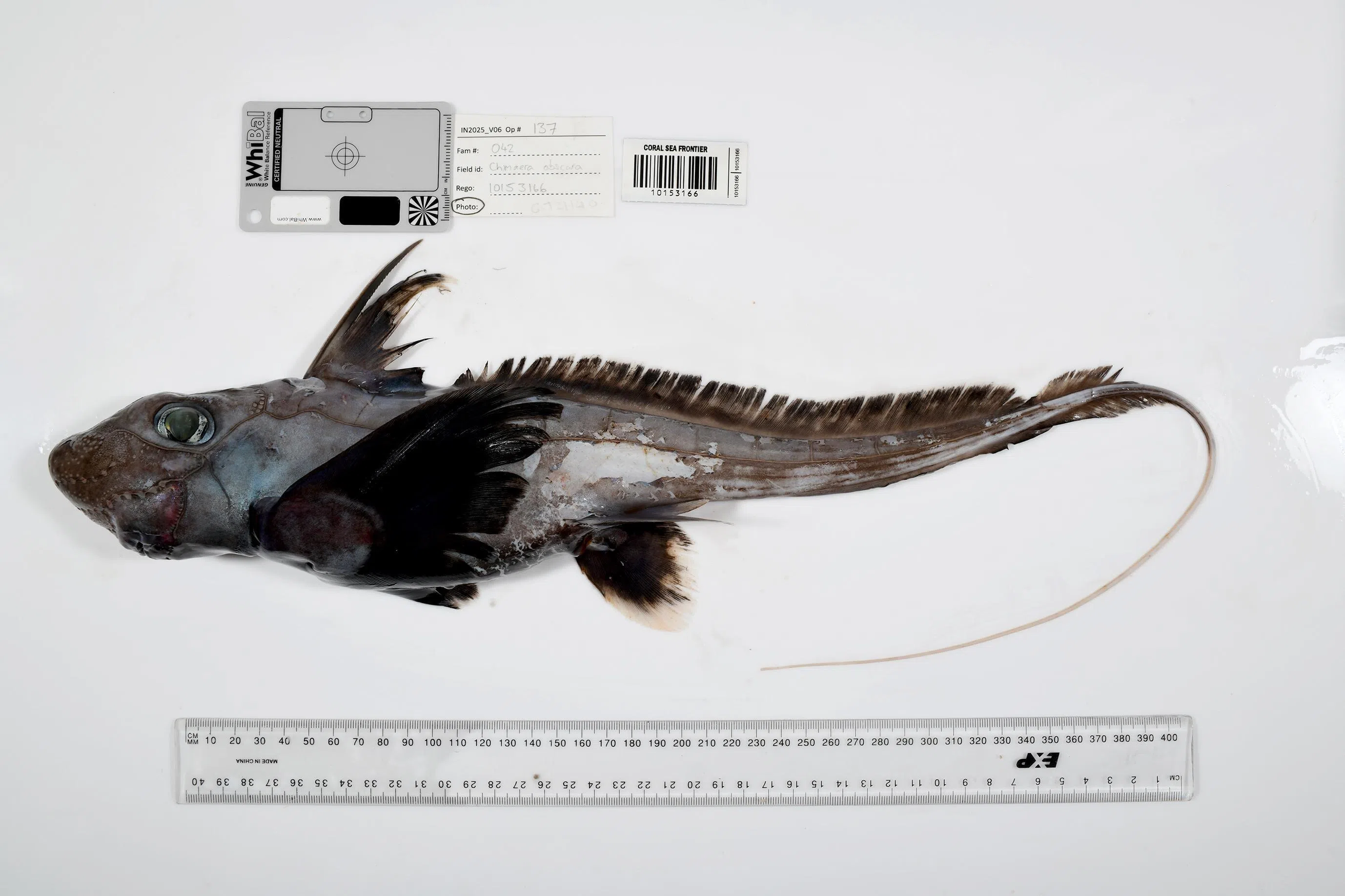 Ghost sharks were discovered at a depth of more than 800m during an expedition in the Coral Sea Marine Park off the coast of Queensland, Australia.