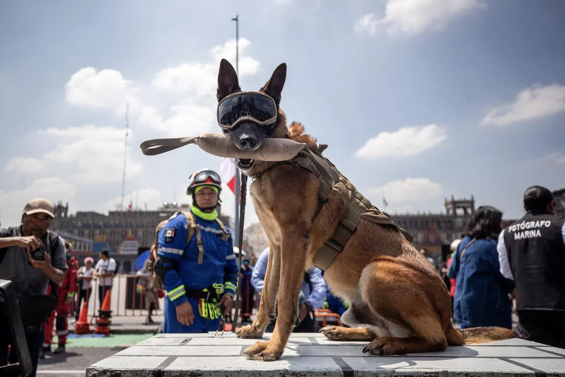 A dog of the canine unit of the Navy and members of Mexican Red Cross participating in the national seismic drill in Mexico City, Mexico, Sept 19.