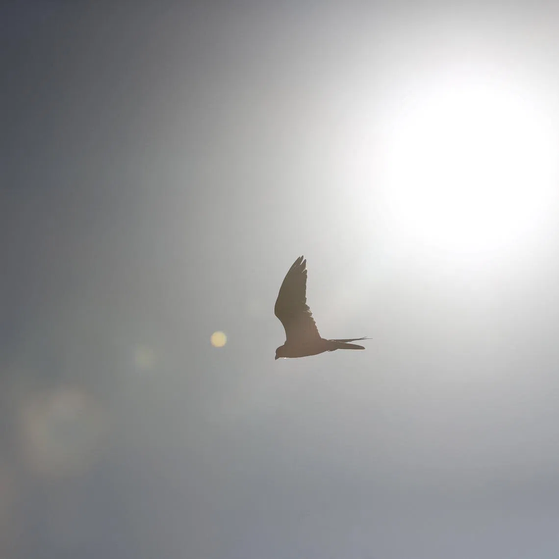 A saker falcon flies during its release into the wild as part of a population restoration programme led by Saudi Arabia's state-run Saudi Falcons Club in cooperation with Kazakh partners, at Altyn-Emel National Park in the Almaty Region, Kazakhstan March 29, 2026. REUTERS/Pavel Mikheyev