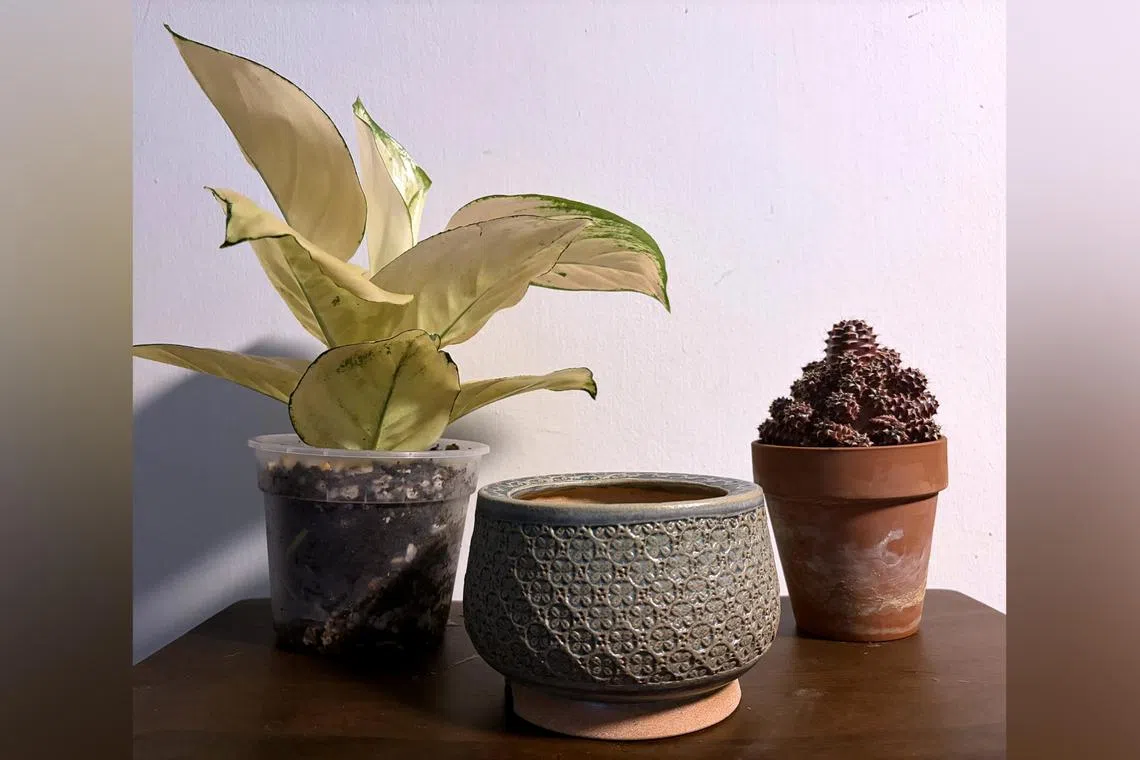 Pots for planting can be made from (from left) plastic, ceramic or terracotta.