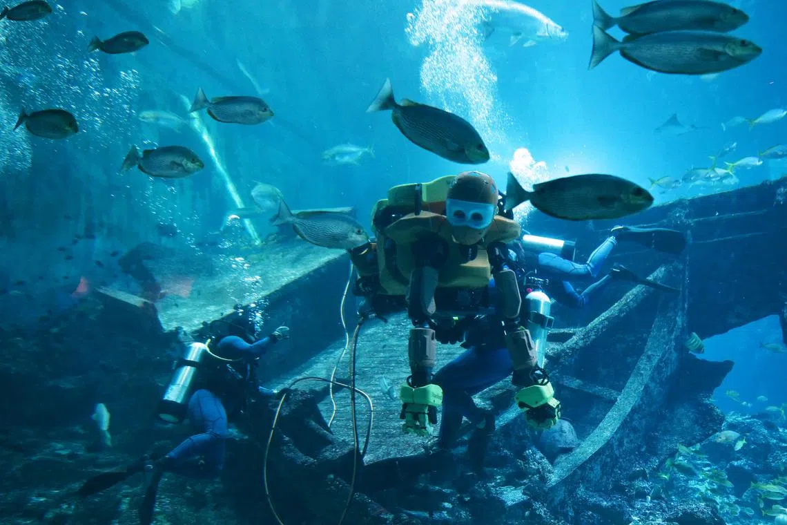 OceanOneK, Stanford University's underwater robotic avatar, took to the Singapore Oceanarium's Shipwreck Habitat like a seasoned diver on May 6, 2026. It is controlled by a human operator using technology that enables the operator to "feel" the underwater environment.